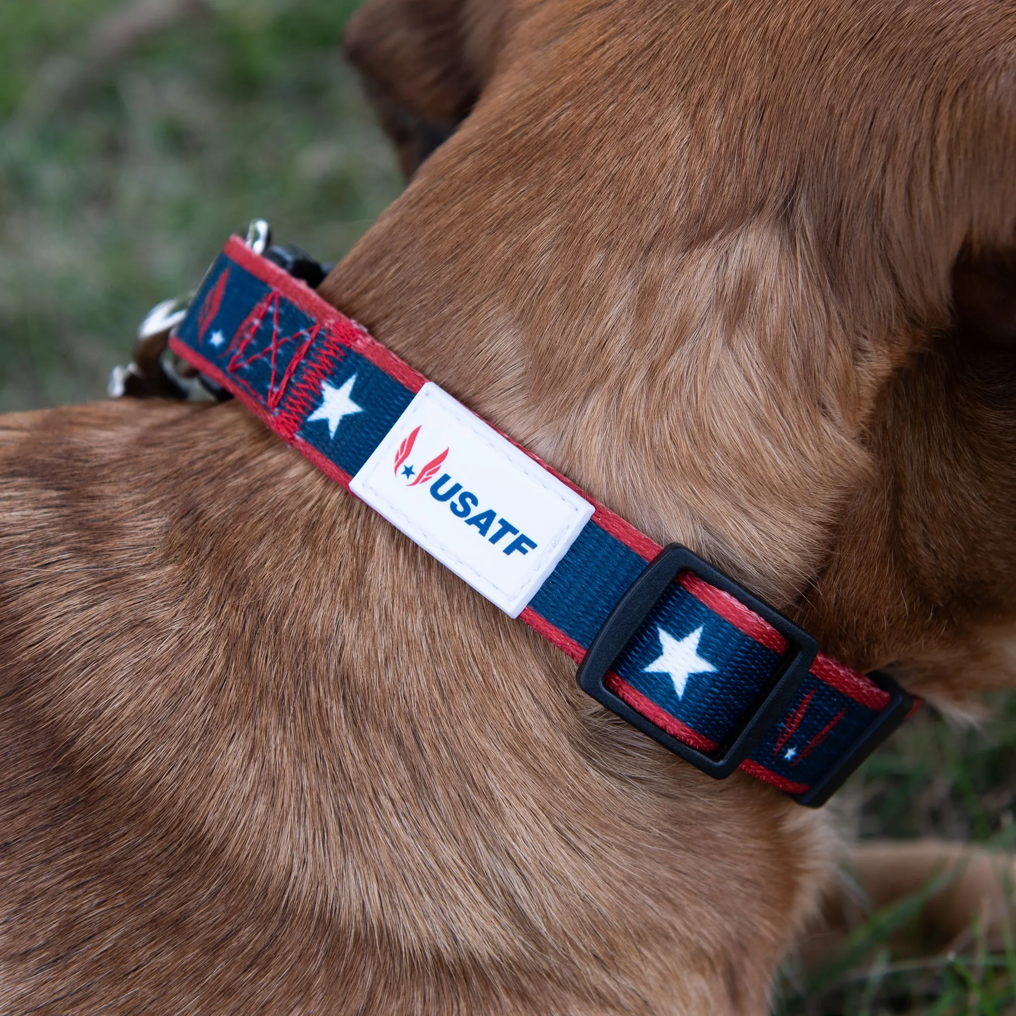 USATF Dog Collar